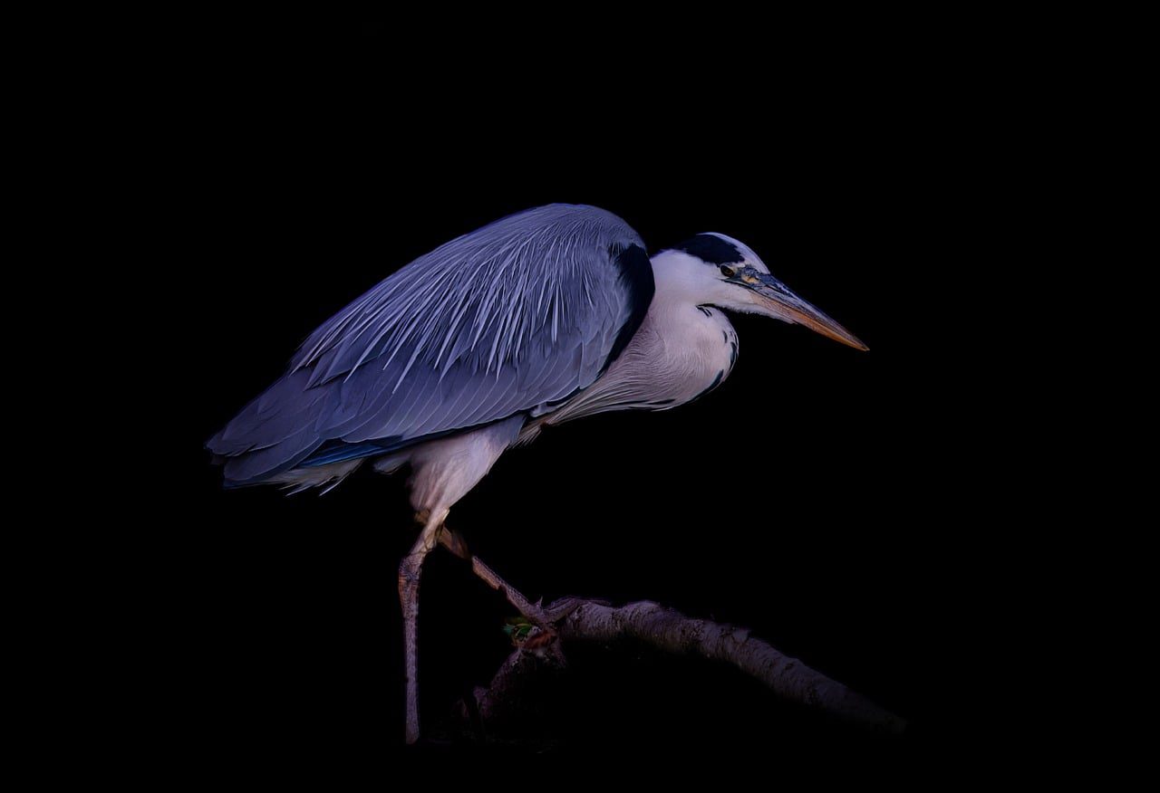 Bala Perdida